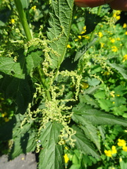 Urtica sondenii