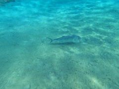 Caranx ignobilis