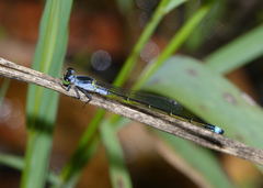 Ischnura pruinescens