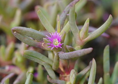 Carpobrotus modestus