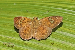 Pseudocoladenia dan