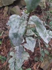 Erysiphe berberidis