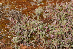 Carpobrotus modestus