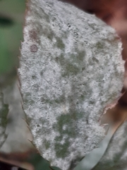 Erysiphe berberidis
