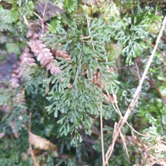 Hymenophyllum australe