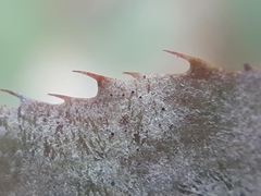 Erysiphe berberidis