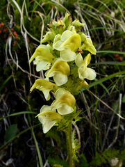 Pedicularis tuberosa