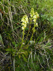 Pedicularis tuberosa