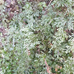 Hymenophyllum australe