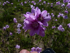Ixia micrandra