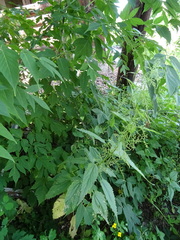 Urtica sondenii