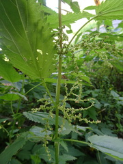 Urtica sondenii