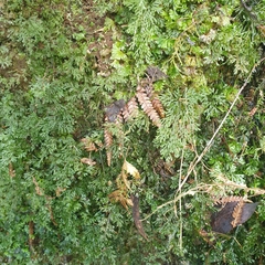 Hymenophyllum australe