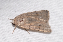 Caradrina clavipalpis