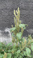 Amaranthus