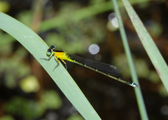 Ischnura pruinescens