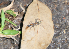 Myrmecia nigrocincta