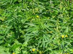 Cannabis sativa spontanea