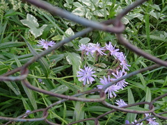 Lactuca sibirica