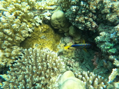 Pygoplites diacanthus