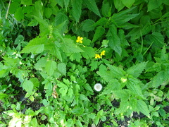 Urtica sondenii