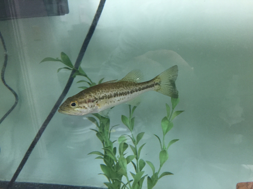 American black bass (Micropterus salmoides) — Centrarchidae