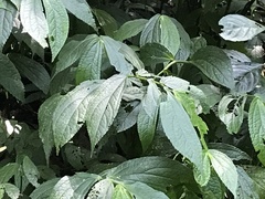 Elatostema platyphyllum