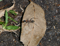 Myrmecia nigrocincta