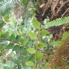 Nothofagus cunninghamii