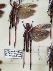 Arcyptera fusca