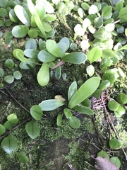 Lemmaphyllum microphyllum