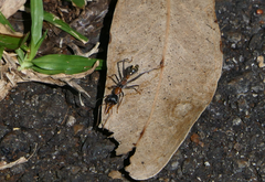 Myrmecia nigrocincta