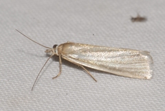 Crambus perlella