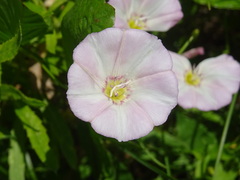 Convolvulus