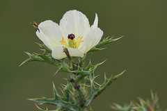 Argemone ochroleuca