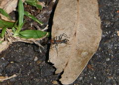Myrmecia nigrocincta