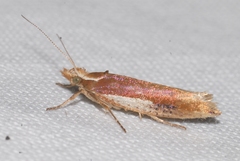 Ypsolopha parenthesella