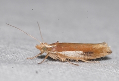 Ypsolopha parenthesella