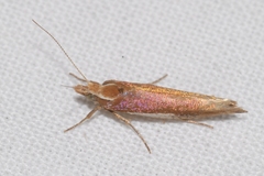 Ypsolopha parenthesella