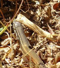 Psammodromus algirus