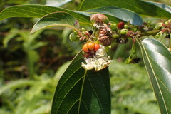 Glochidion zeylanicum