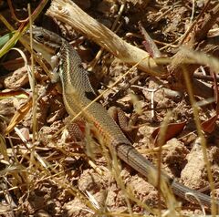 Psammodromus algirus