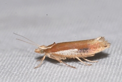 Ypsolopha parenthesella