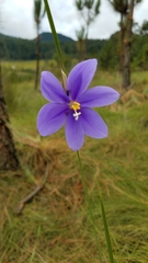 Tigridia longispatha