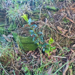 Metrosideros excelsa