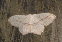 Scopula imitaria