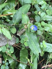 Commelina auriculata
