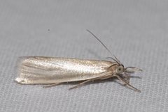 Crambus perlella