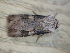 Agrotis puta