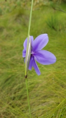 Tigridia longispatha